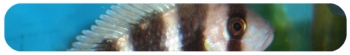 Pentangle Aquatics Woking Tropical Fish