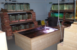 Tropical Fish,  Marine Fish and Fresh Water Fish
