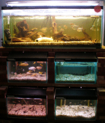 Tropical Fish,  Marine Fish and Fresh Water Fish