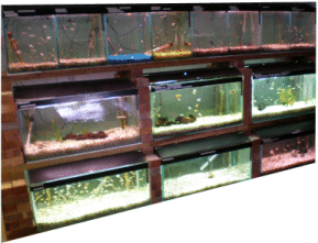 Tropical Fish,  Marine Fish and Fresh Water Fish