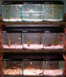 Tropical Fish,  Marine Fish and Fresh Water Fish