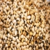 Ground Baits