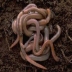 Maggots