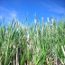 Pond Plants