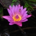 Pond Plants