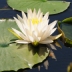 Pond Plants