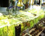 Aquarium Plants and Ornaments