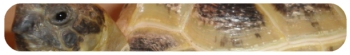 Pentangle Aquatics Woking Reptiles
