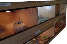 Our new shop has a large  reptiles and  reptile food section
