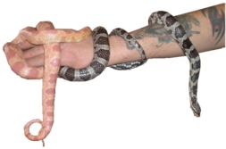 Reptile and snake Parties. Make your parties go with a slither.