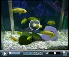 Click to Watch our Malawi Cichlids Video
