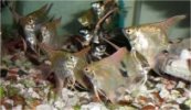 Tropical Fish