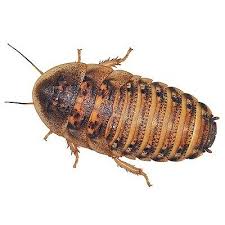 Dubia Roaches Standard