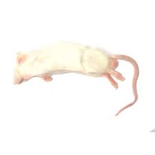 Frozen Medium Mice