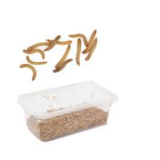 Mealworms