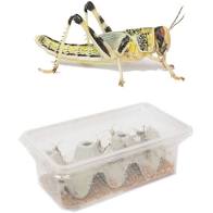 Medium Locusts