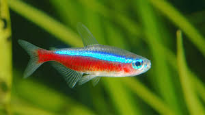 Blue Neon Tetra 