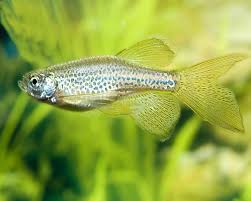 Long Fin Leopard Danio