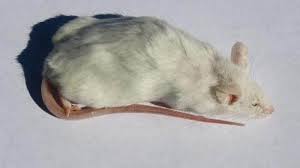 Frozen Medium Rat