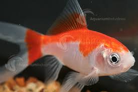 Red & White Comet Goldfish