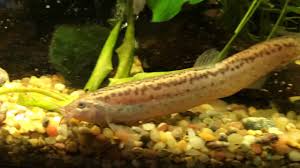 Weather loach