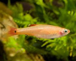 White Cloud Minnow