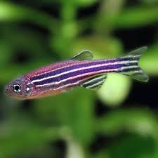 Zebra Danio